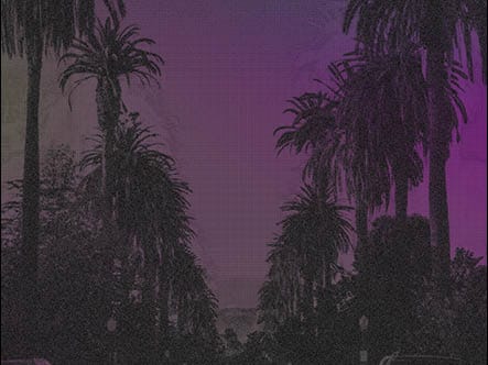 Silhouettes of LA Palm trees against a purple sky